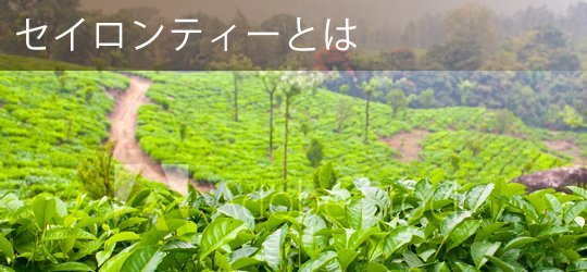 Ceylon Drop photograph f